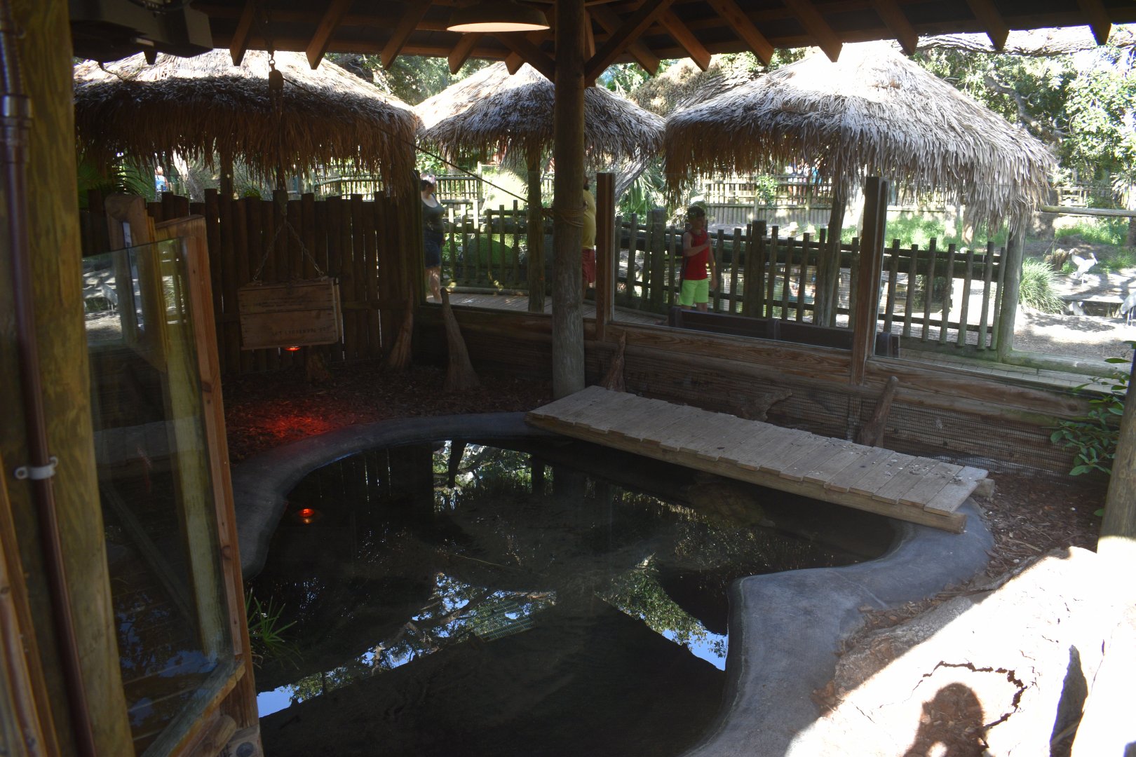 Jul. 2025 - Alligator Snapping Turtle Exhibit