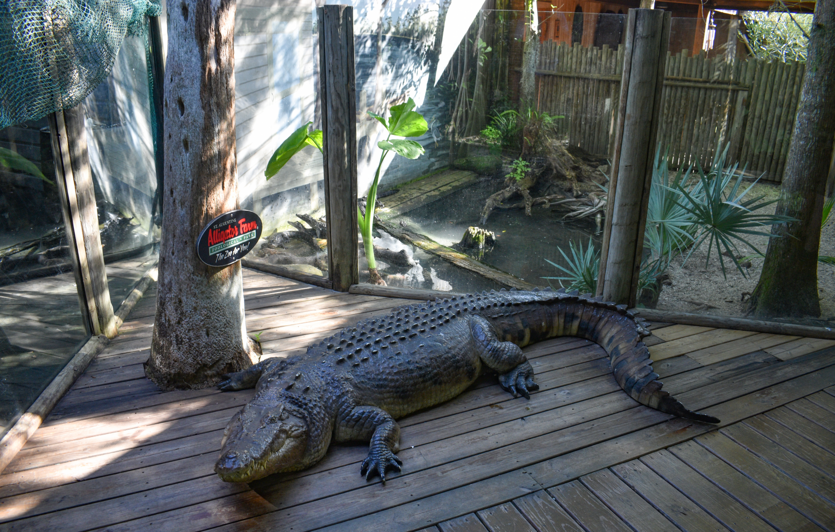 Jul. 2025 - Alligator Statue