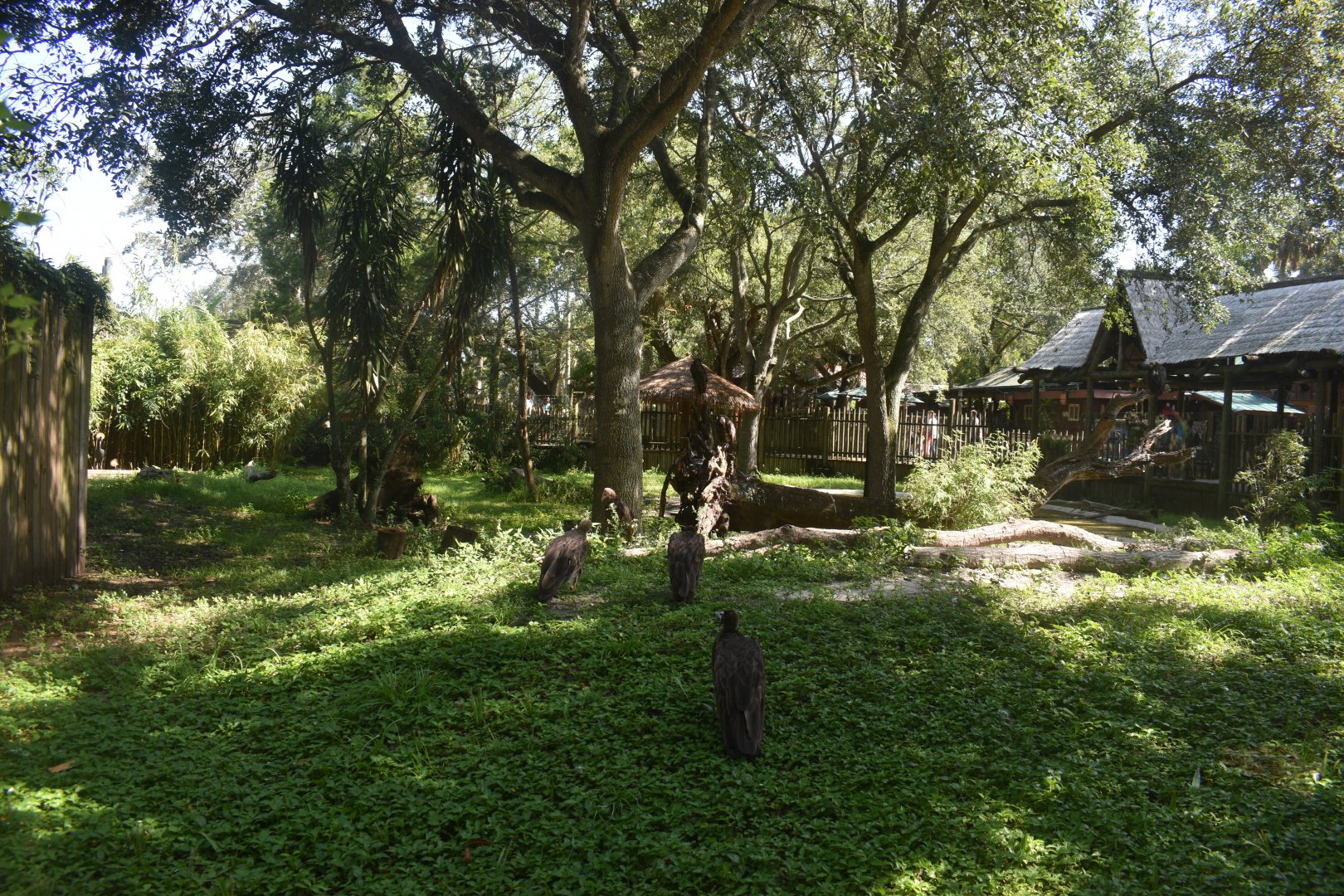 Jul. 2025 - Birds of Africa (5 Species)