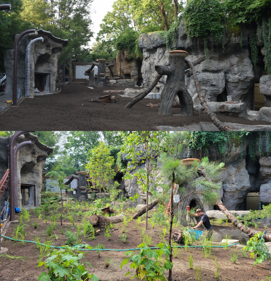 Jul. 2025 - Black Bear Ridge Construction Before & After (June & July)