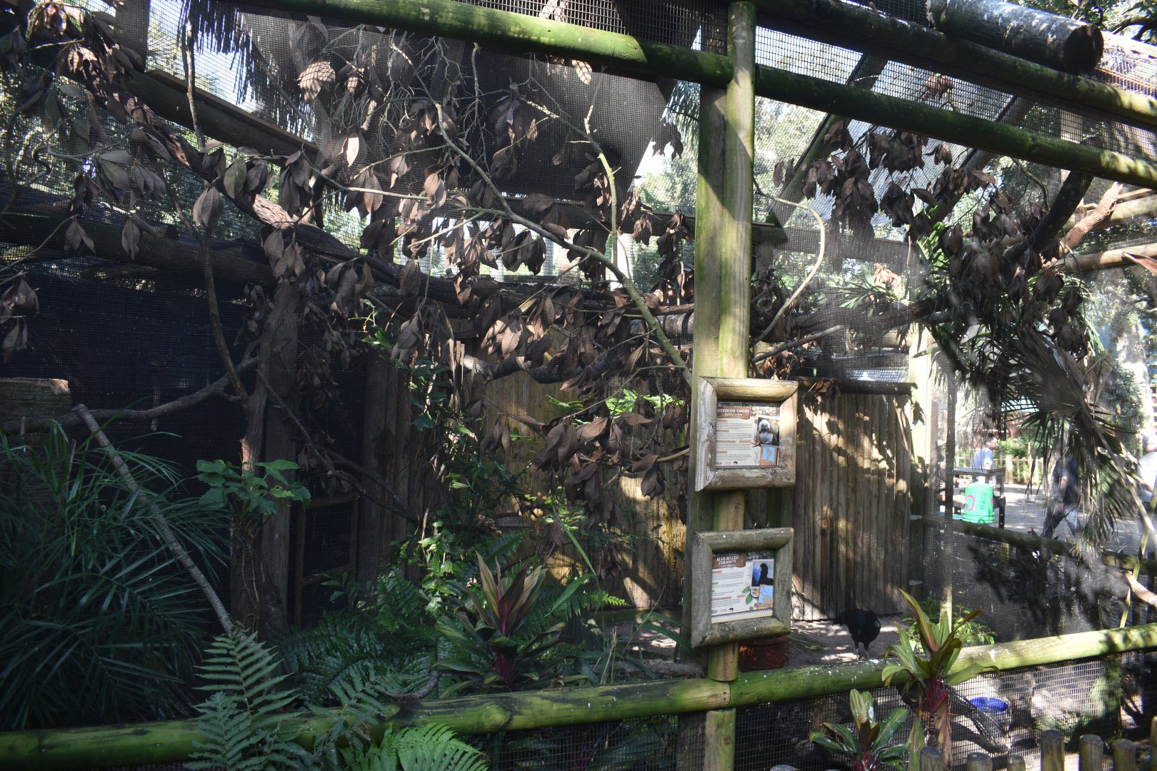 Jul. 2025 - Cotton-top Tamarin/Blue-billed Curassow Exhibit