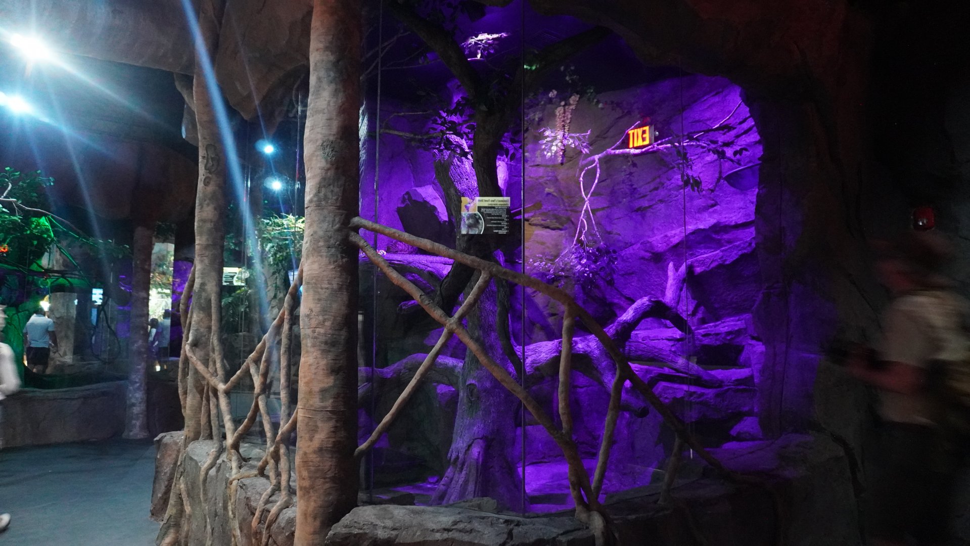 Jul. 2025 - Daytona Aquarium & Rainforest Adventure - Rainforest - Asian Leopard Cat Exhibit