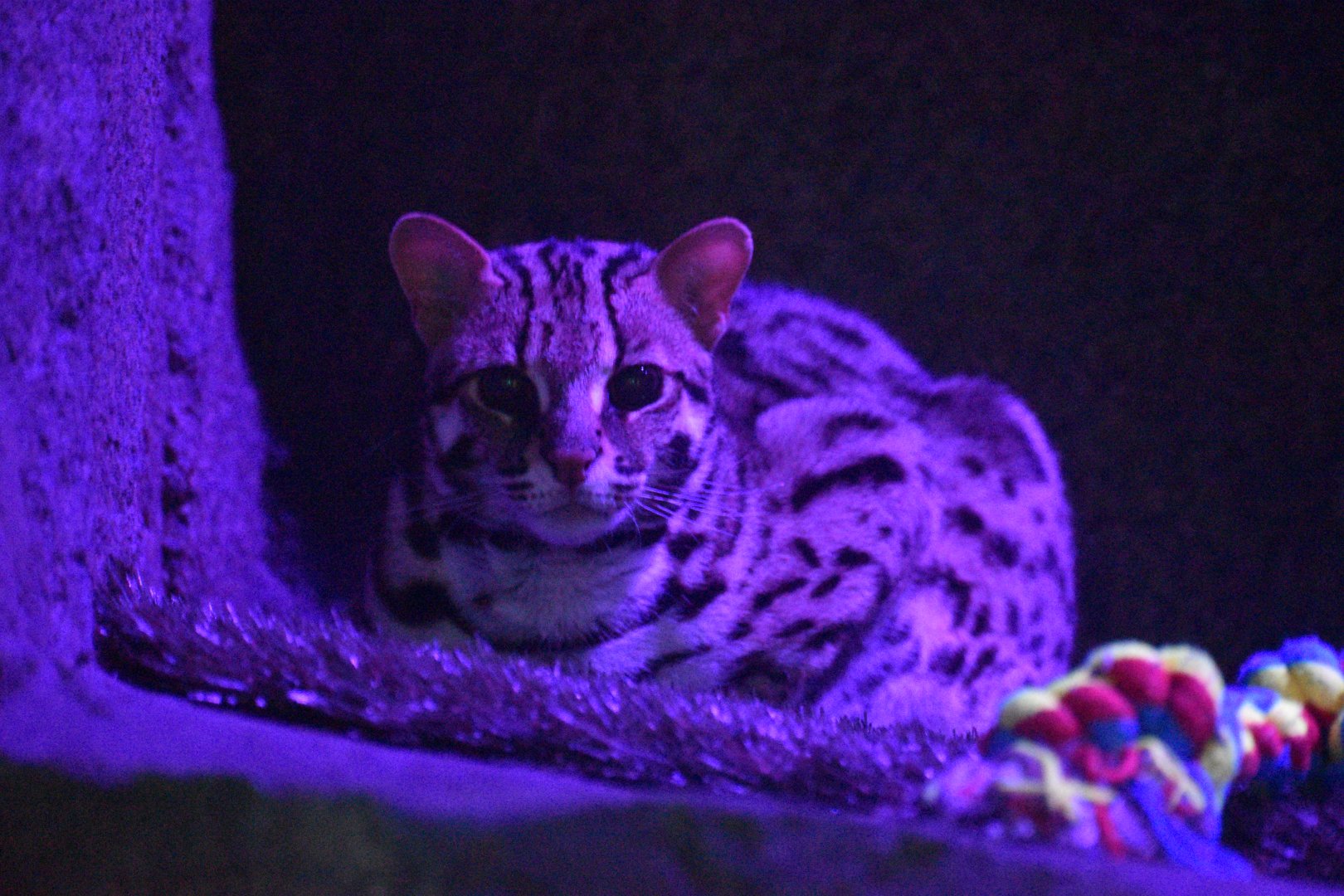 Jul. 2025 - Daytona Aquarium & Rainforest Adventure - Rainforest - Asian Leopard Cat