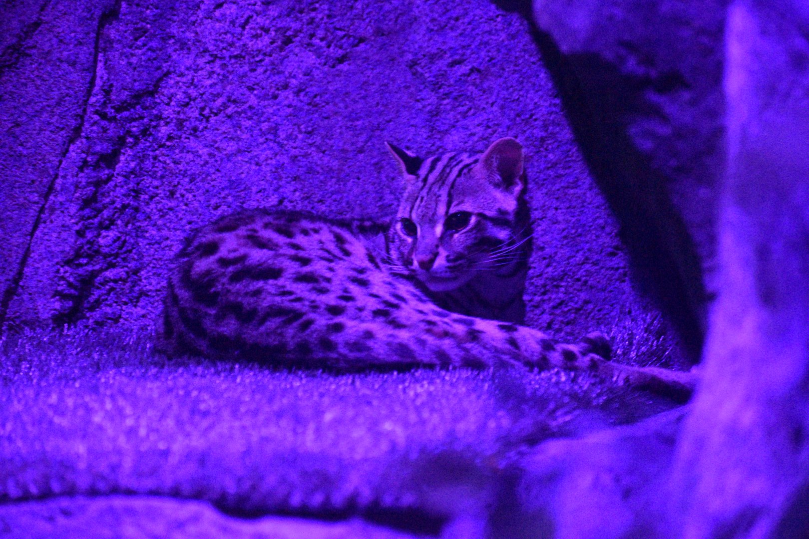 Jul. 2025 - Daytona Aquarium & Rainforest Adventure - Rainforest - Asian Leopard Cat