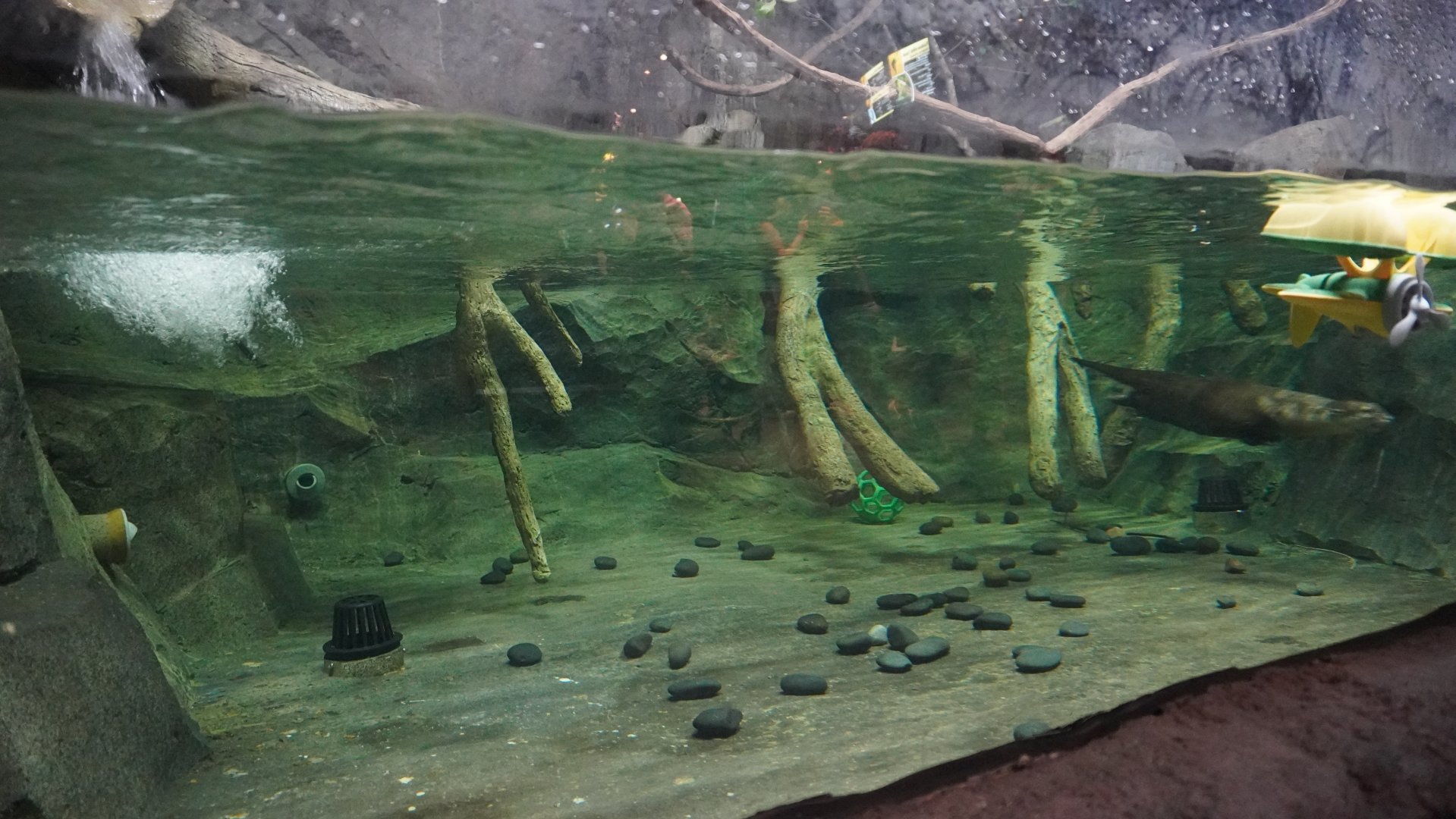 Jul. 2025 - Daytona Aquarium & Rainforest Adventure - Rainforest - Asian Small-clawed Otter Exhibit