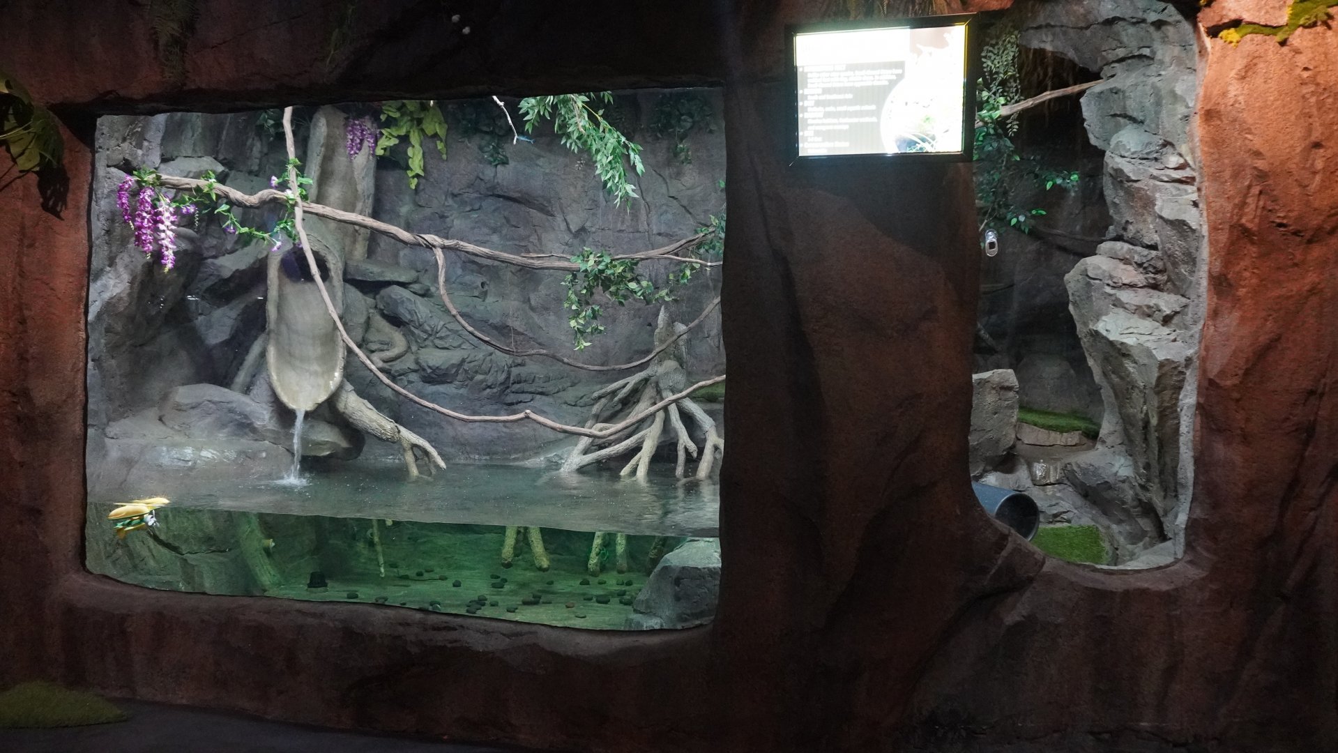 Jul. 2025 - Daytona Aquarium & Rainforest Adventure - Rainforest - Asian Small-clawed Otter Exhibit