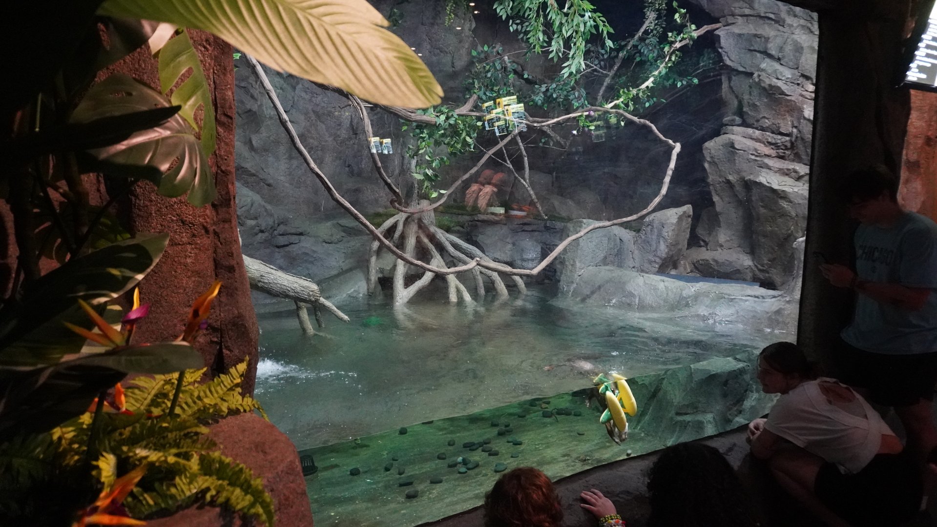 Jul. 2025 - Daytona Aquarium & Rainforest Adventure - Rainforest - Asian Small-clawed Otter Exhibit