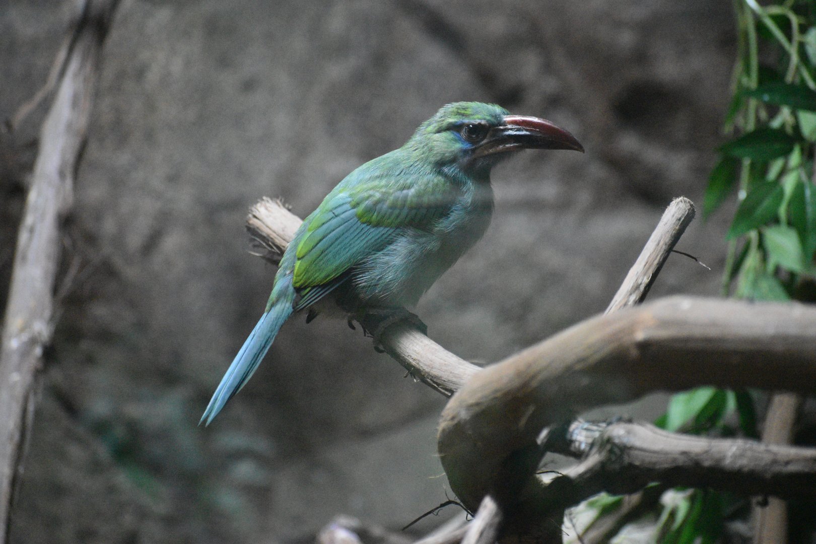 Jul. 2025 - Daytona Aquarium & Rainforest Adventure - Rainforest - Groove-billed Toucanet