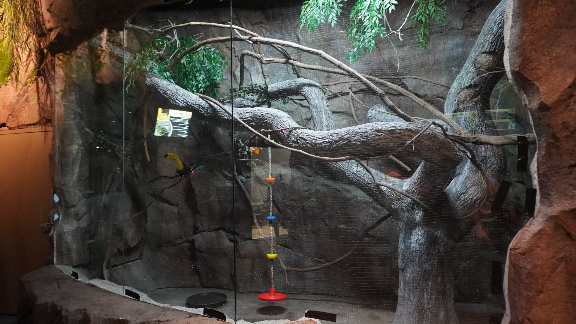 Jul. 2025 - Daytona Aquarium & Rainforest Adventure - Rainforest - Keel-billed Toucan Exhibit