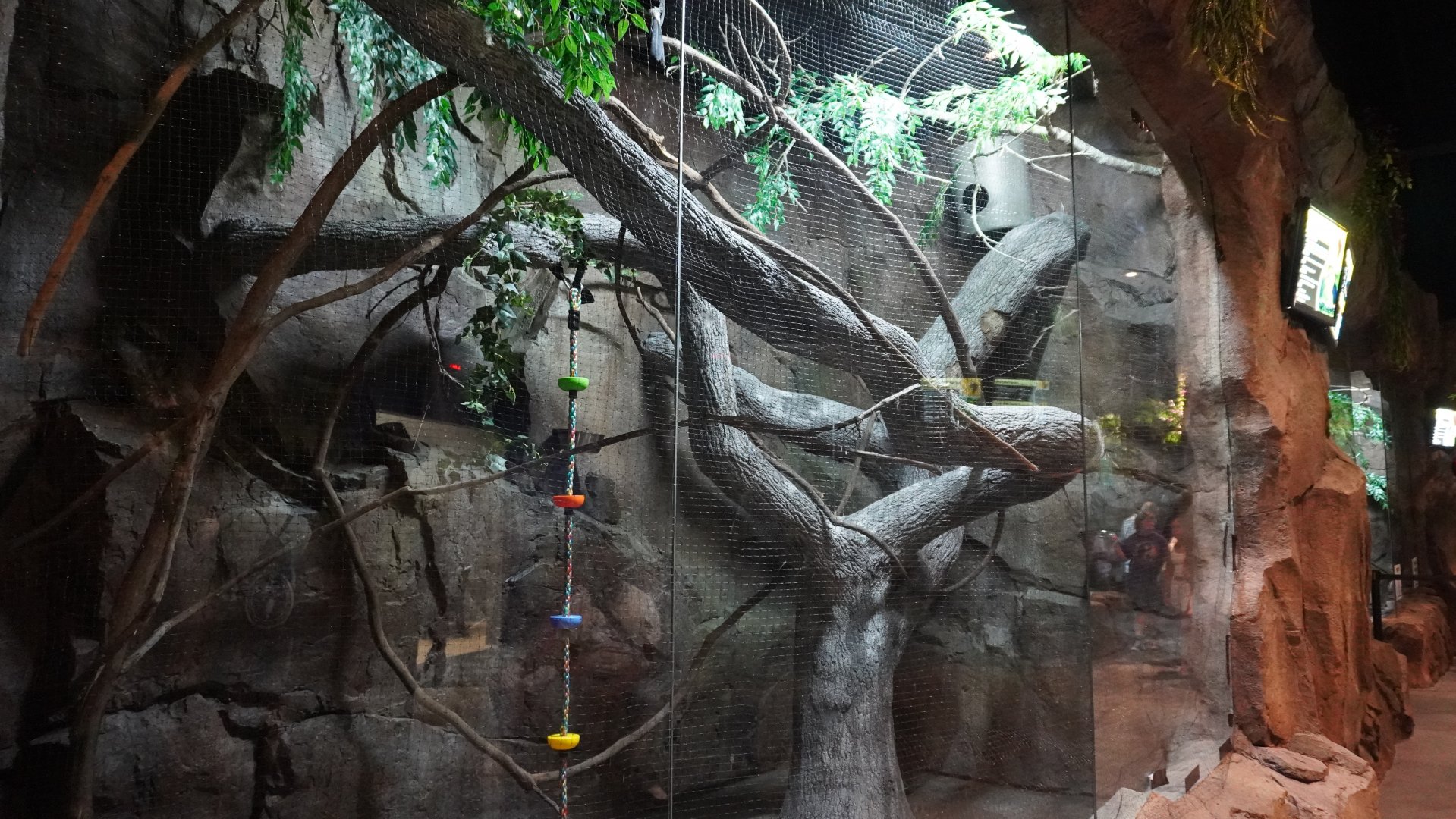 Jul. 2025 - Daytona Aquarium & Rainforest Adventure - Rainforest - Keel-billed Toucan Exhibit