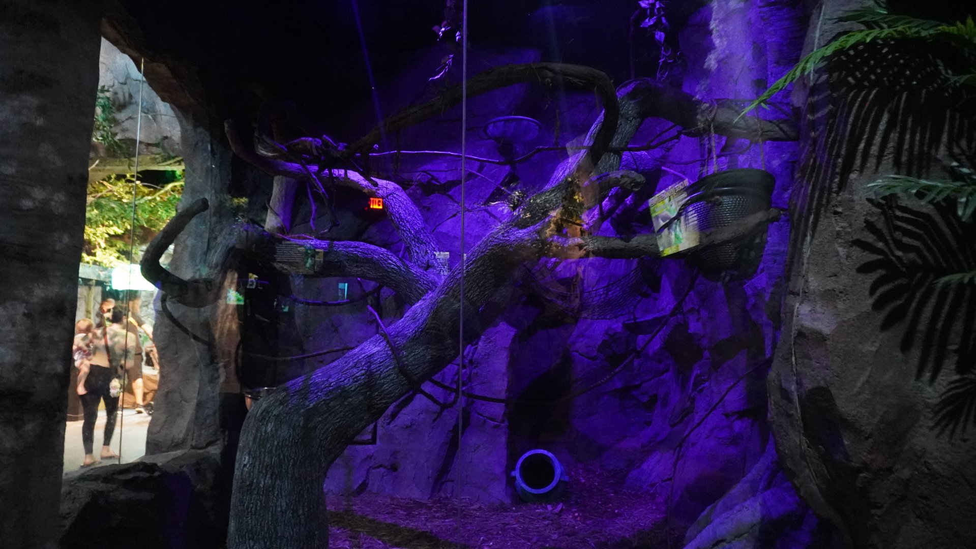 Jul. 2025 - Daytona Aquarium & Rainforest Adventure - Rainforest - Kinkajou Exhibit
