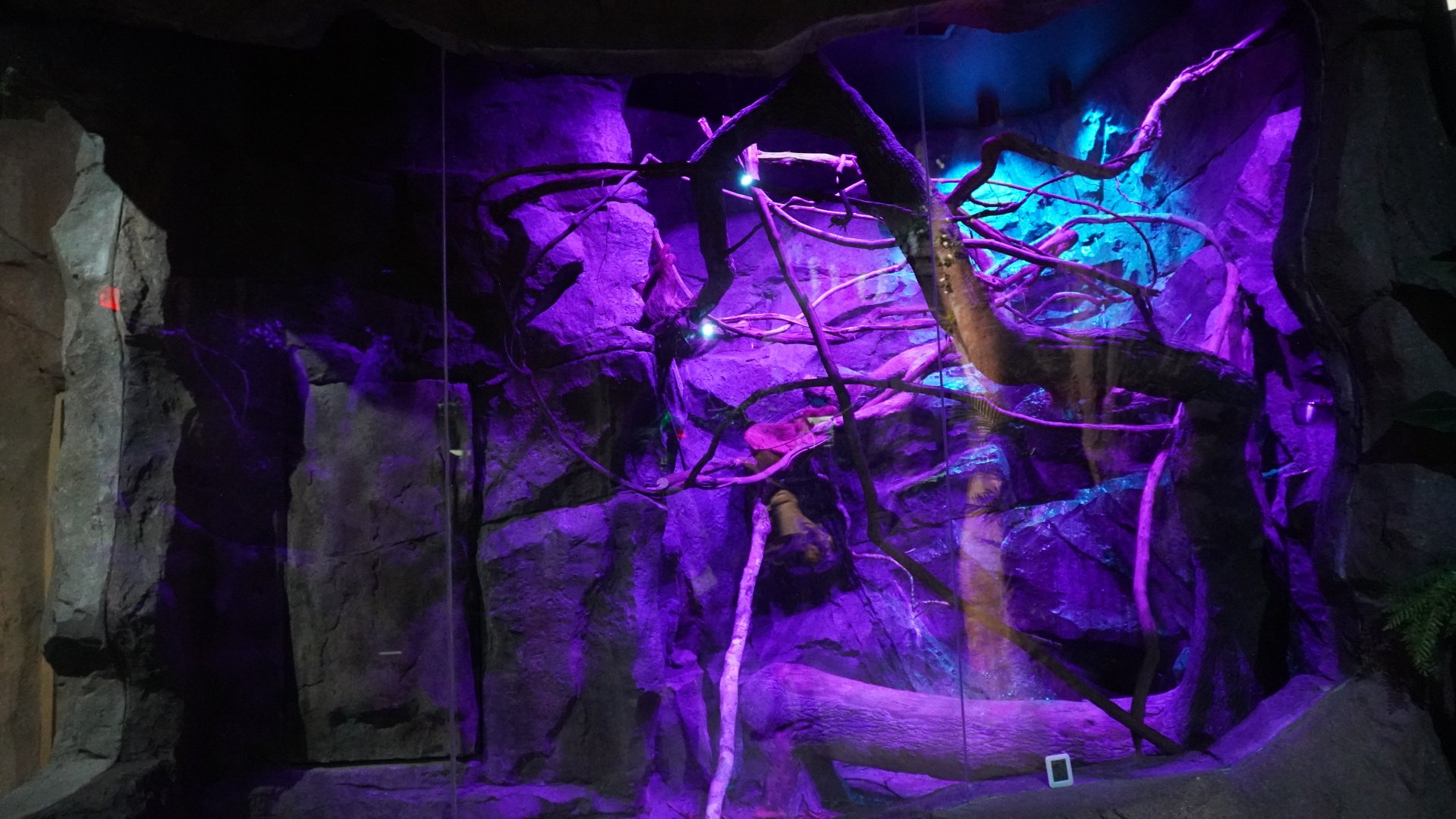 Jul. 2025 - Daytona Aquarium & Rainforest Adventure - Rainforest - Linnaeus’ Two-Toed Sloth