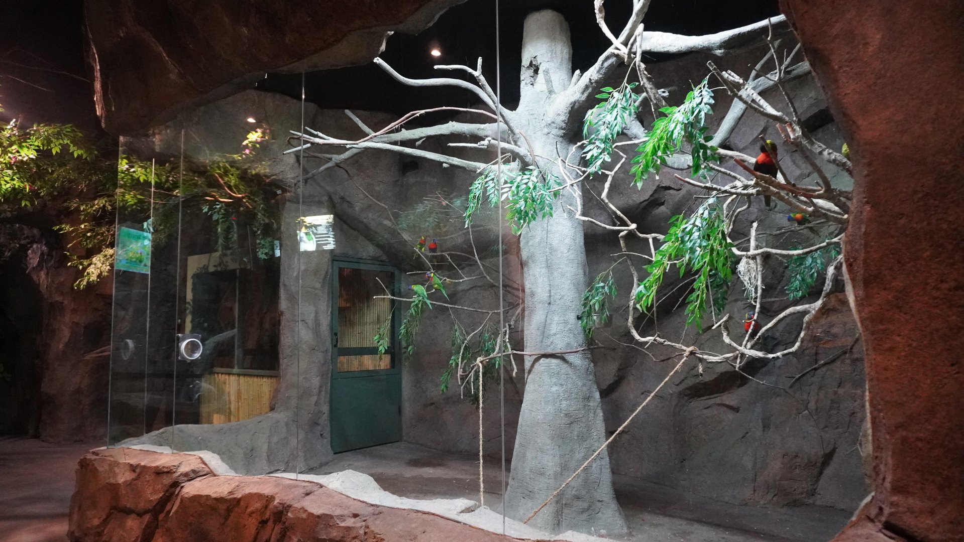 Jul. 2025 - Daytona Aquarium & Rainforest Adventure - Rainforest - Lorikeet Exhibit