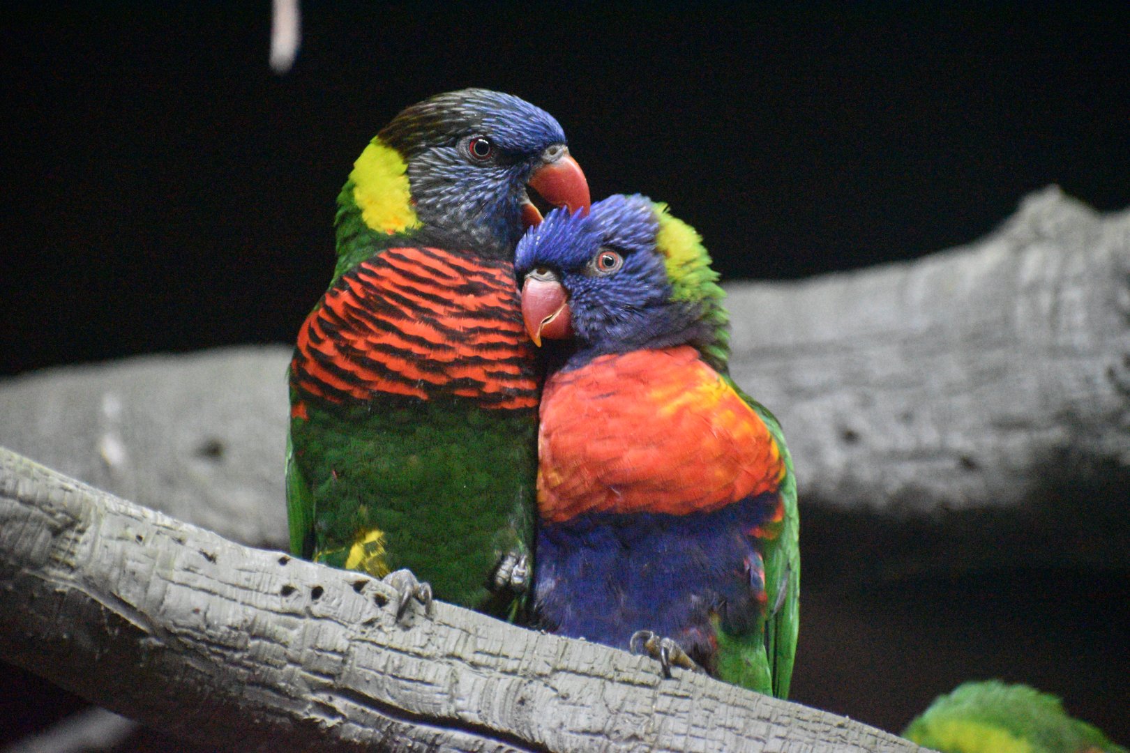 Jul. 2025 - Daytona Aquarium & Rainforest Adventure - Rainforest - Lorikeets