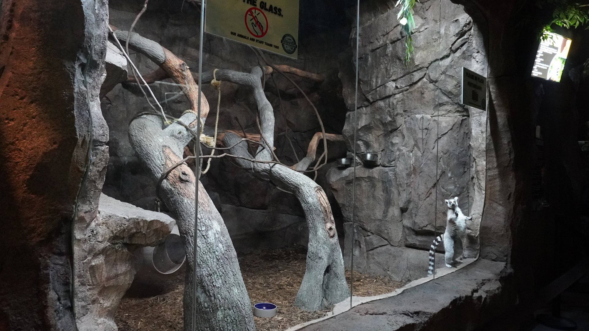 Jul. 2025 - Daytona Aquarium & Rainforest Adventure - Rainforest - Ring-tailed Lemur Exhibit