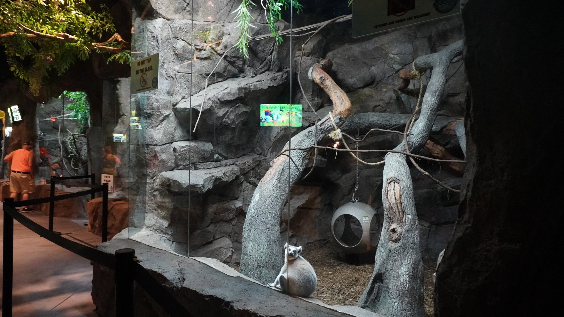 Jul. 2025 - Daytona Aquarium & Rainforest Adventure - Rainforest - Ring-tailed Lemur Exhibit