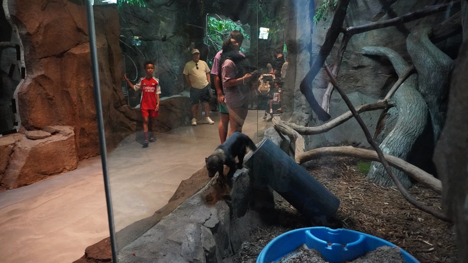 Jul. 2025 - Daytona Aquarium & Rainforest Adventure - Rainforest - Tayra Exhibit