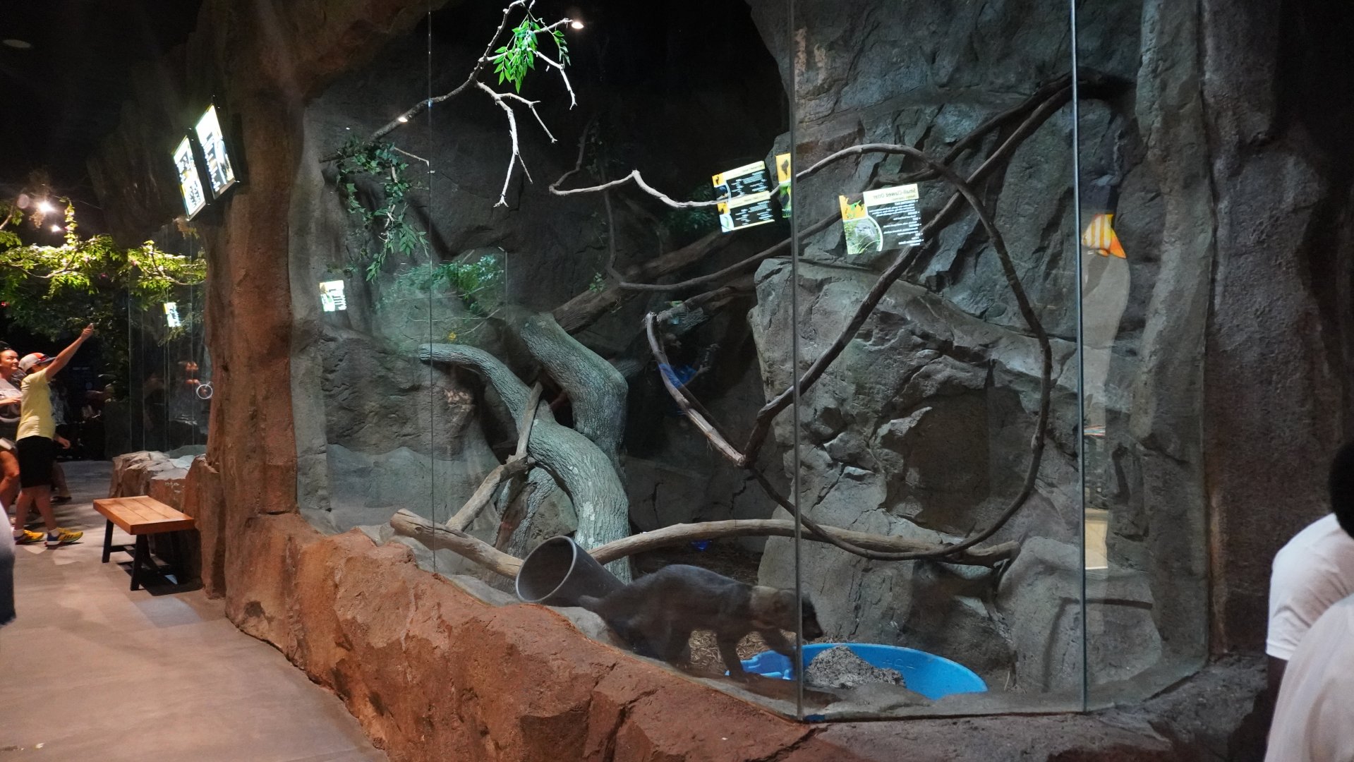 Jul. 2025 - Daytona Aquarium & Rainforest Adventure - Rainforest - Tayra Exhibit