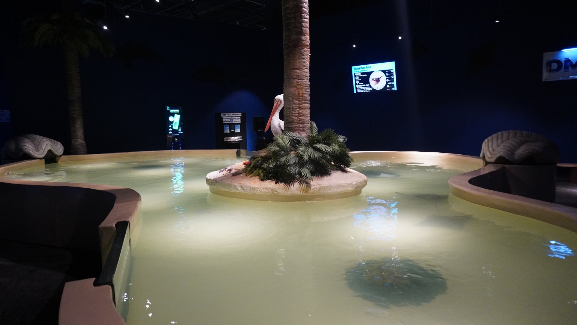 Jul. 2025 - Daytona Aquarium & Rainforest Adventure - Ray Bay