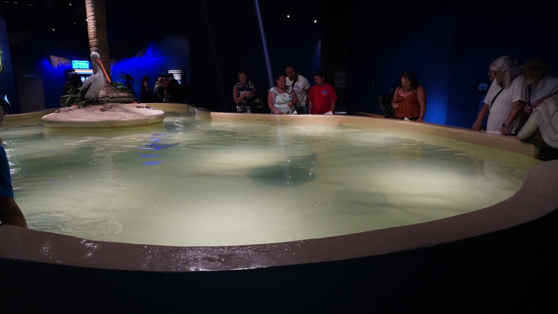 Jul. 2025 - Daytona Aquarium & Rainforest Adventure - Ray Bay