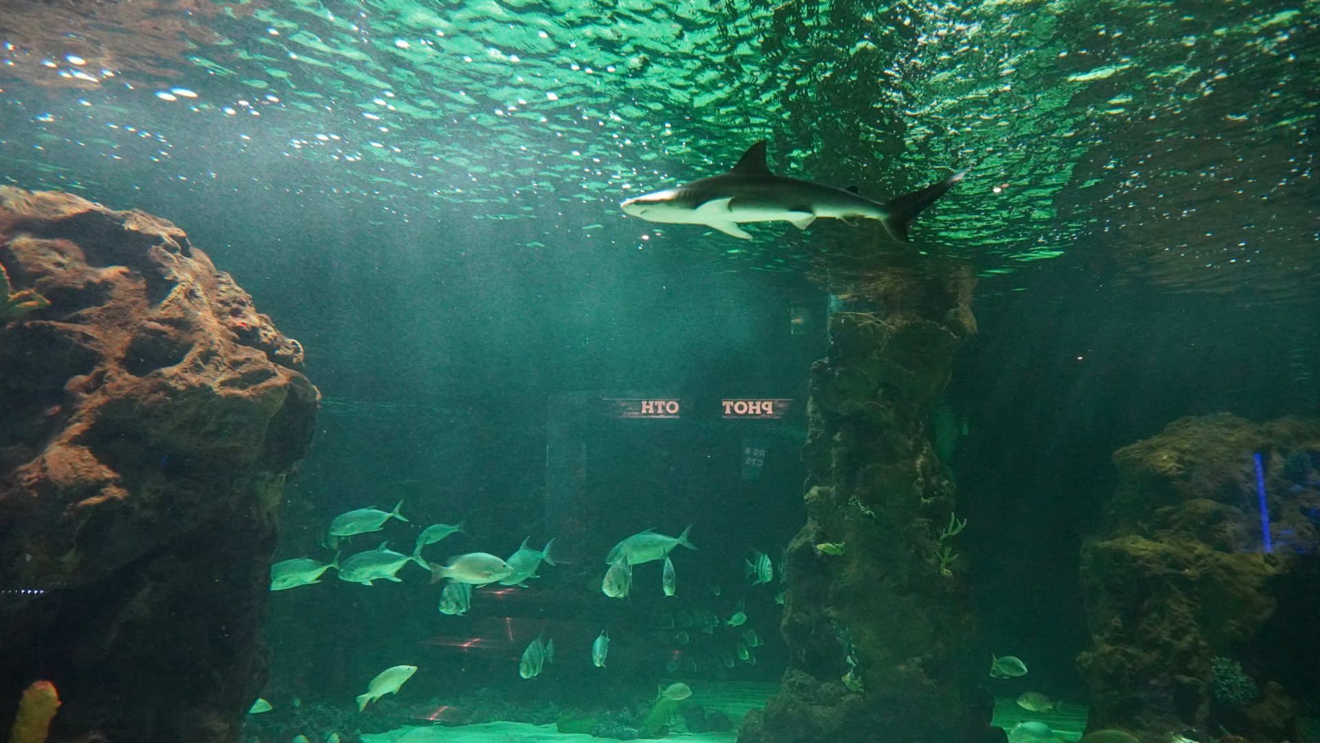 Jul. 2025 - Daytona Aquarium & Rainforest Adventure - Shark Reef - Finetooth Shark