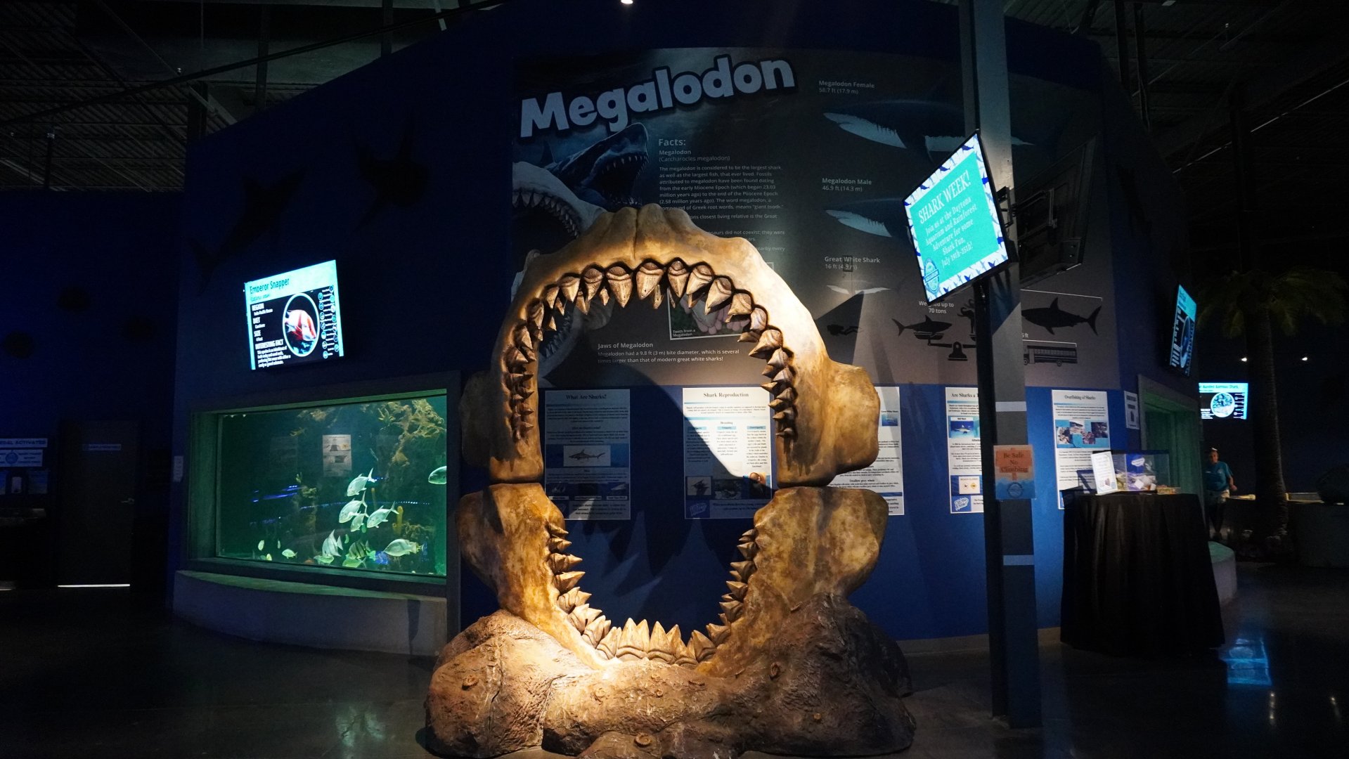 Jul. 2025 - Daytona Aquarium & Rainforest Adventure - Shark Reef - Megalodon