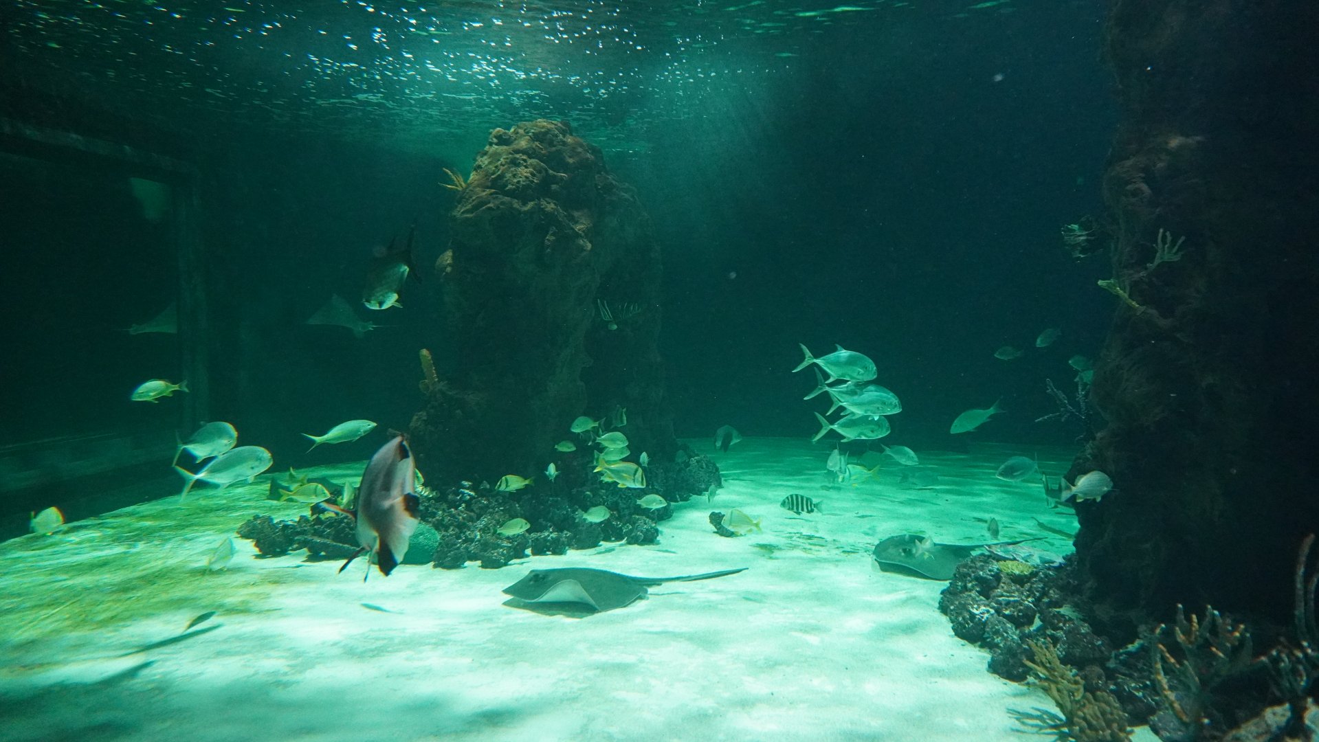 Jul. 2025 - Daytona Aquarium & Rainforest Adventure - Shark Reef