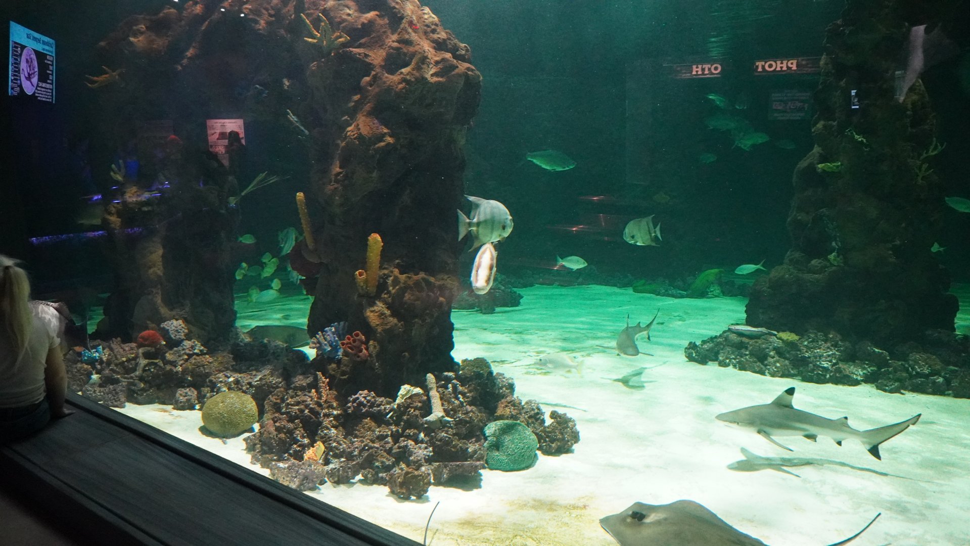 Jul. 2025 - Daytona Aquarium & Rainforest Adventure - Shark Reef