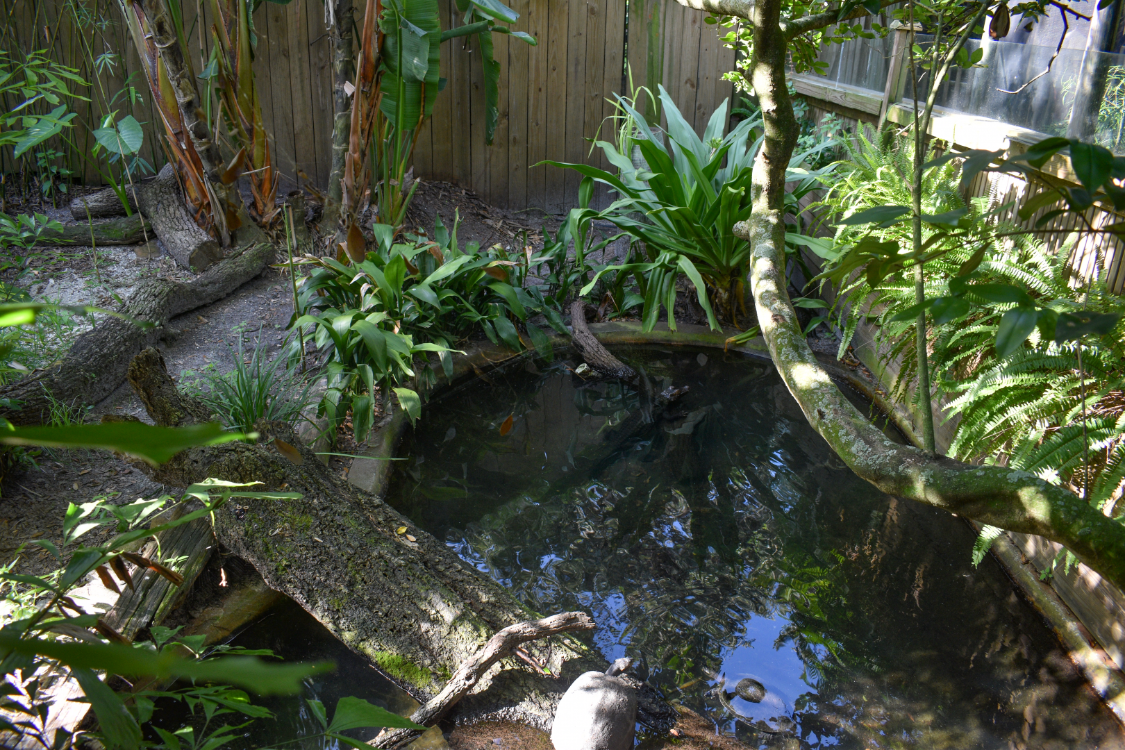 Jul. 2025 - Dwarf Caiman/Giant River Turtle/Yellow-spotted River Turtle Exhibit (Half of it)