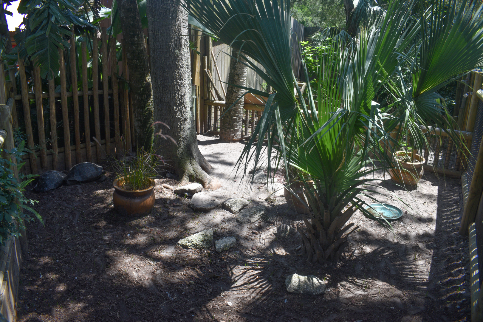 Jul. 2025 - Galapagos Tortoise Exhibit (Juvenile)