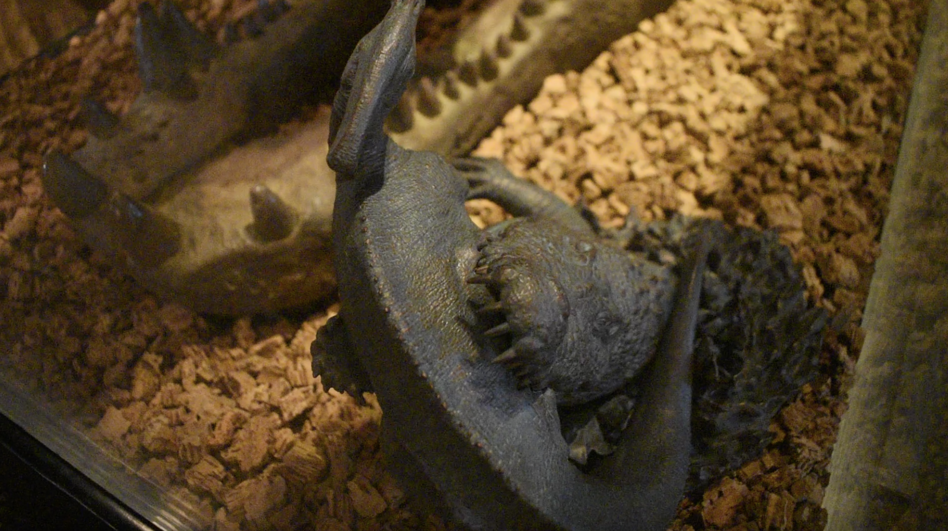 Jul. 2025 - Gomek Forever - Deinosuchus Munching on a Parasaurolophus