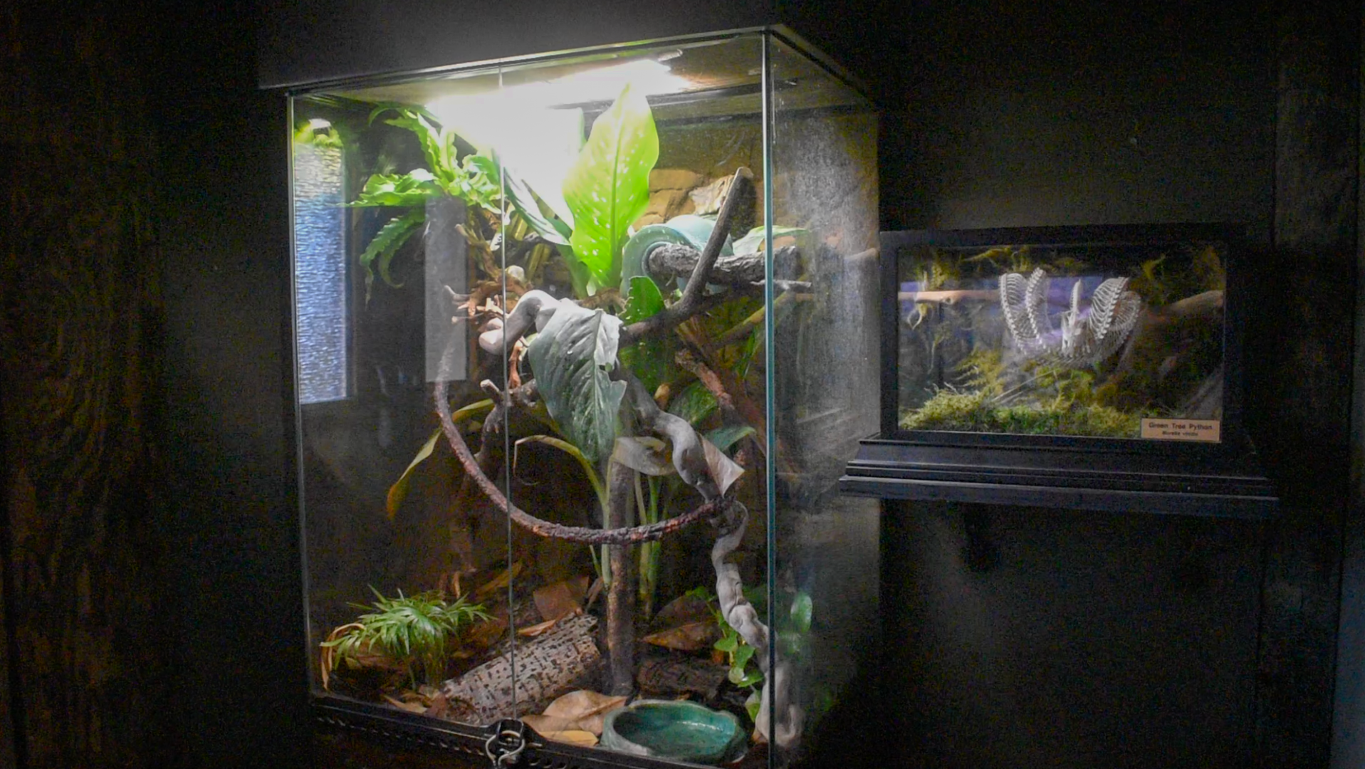 Jul. 2025 - Gomek Forever - Green Tree Python Exhibit