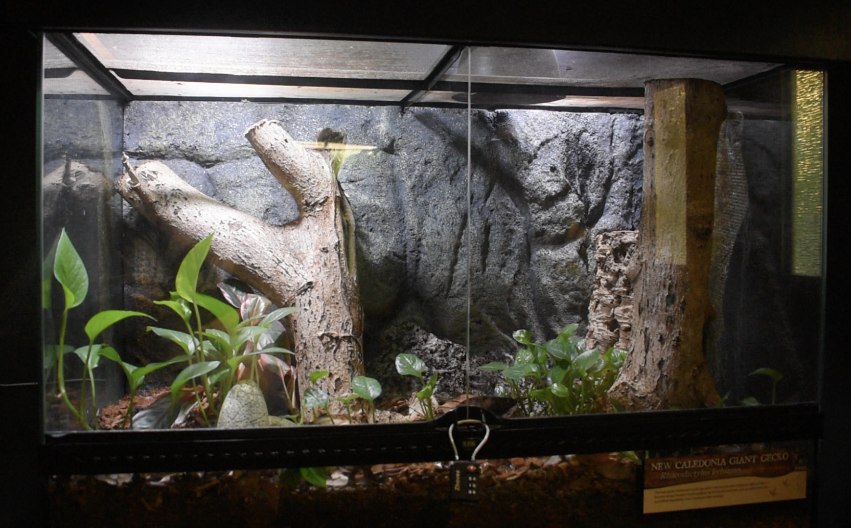 Jul. 2025 - Gomek Forever - New Caledonian Giant Gecko Exhibit