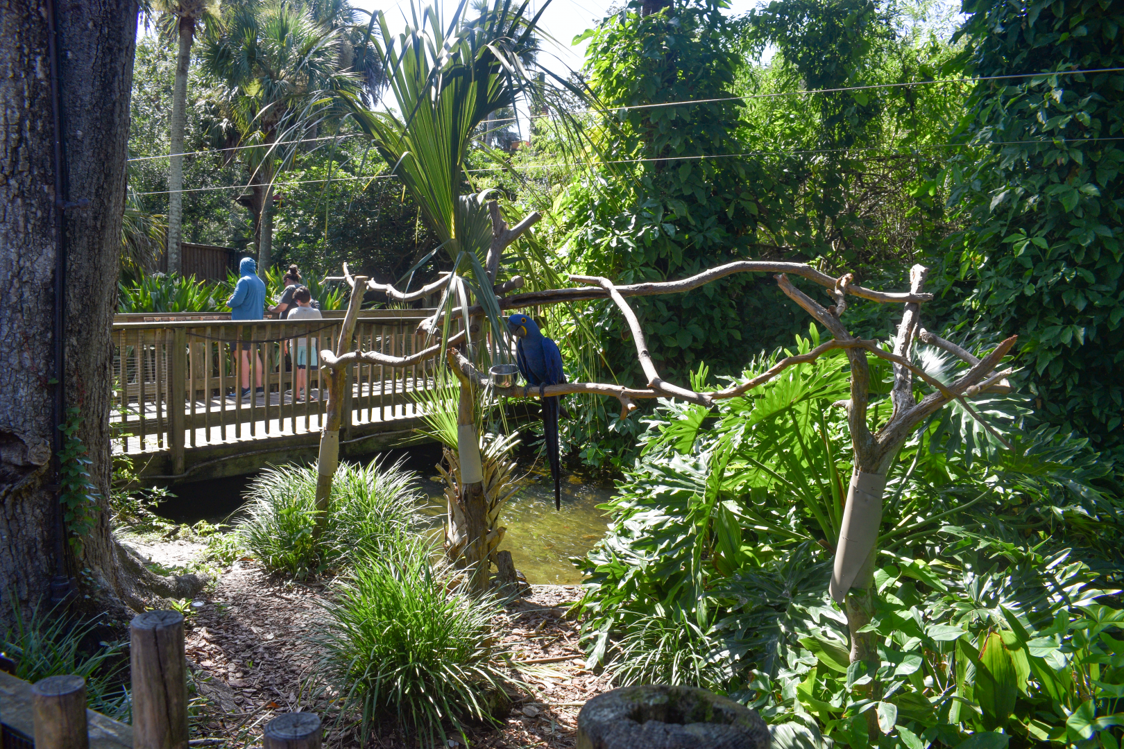 Jul. 2025 - Hyacinth Macaw Exhibit