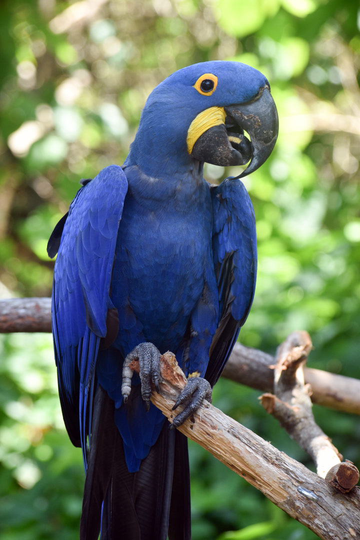 Jul. 2025 - Hyacinth Macaw