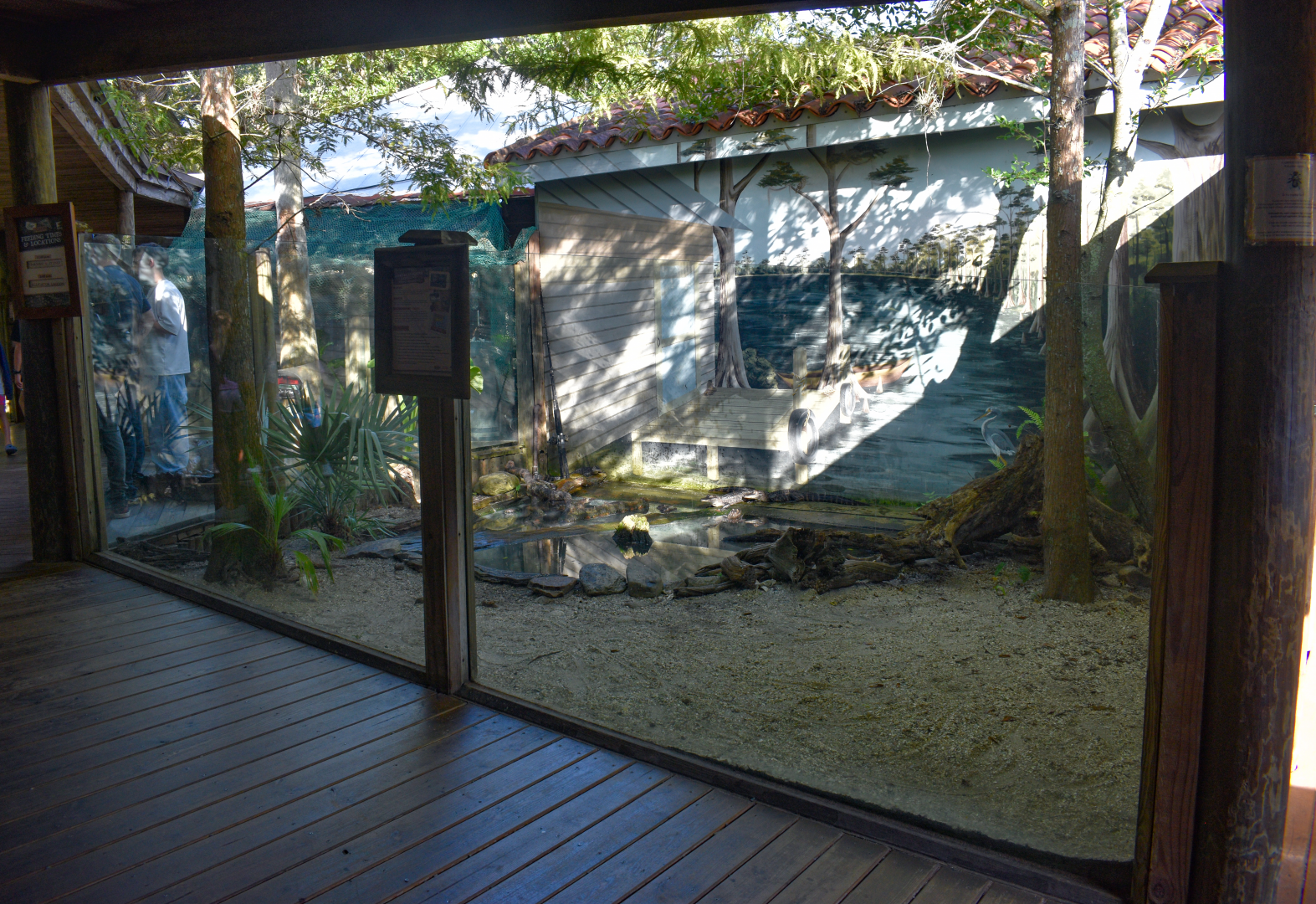 Jul. 2025 - Juvenile American Alligator Exhibit