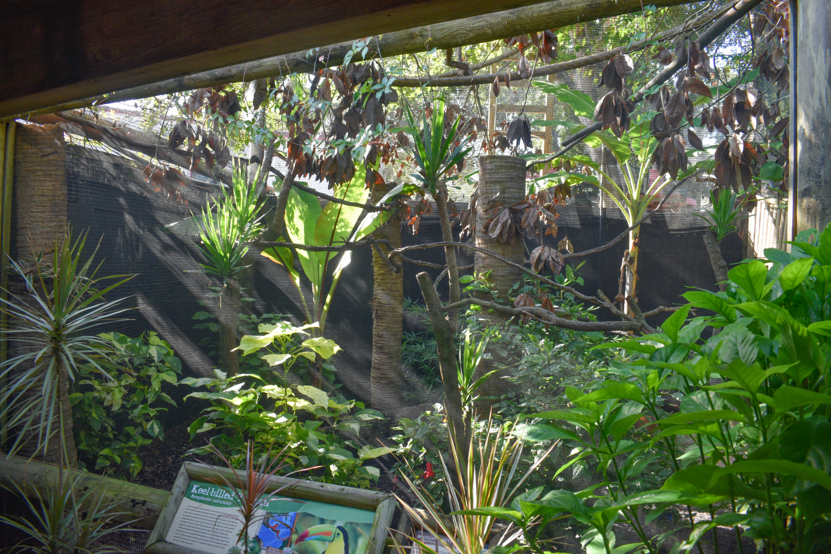 Jul. 2025 - Keel-billed Toucan/Red-rumped Agouti Exhibit