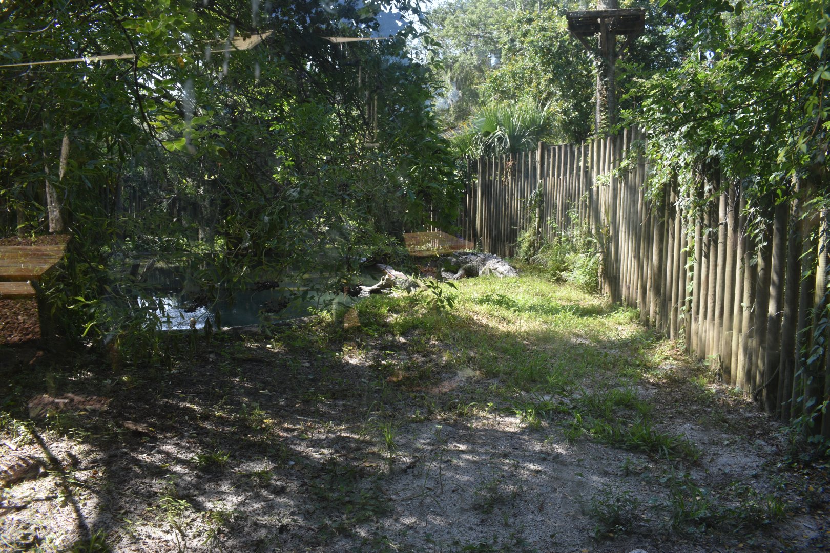 Jul. 2025 - Kids Zone - American Crocodile Exhibit (Former Disney's Animal Kingdom Resident)