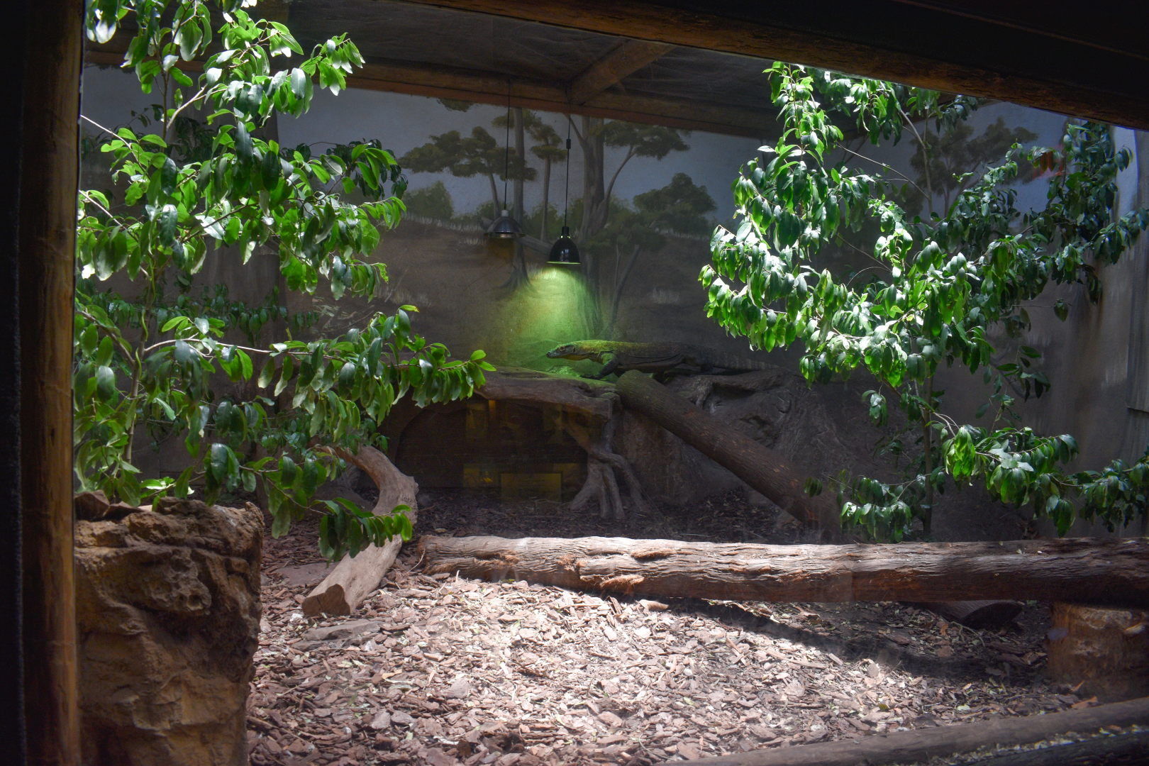 Jul. 2025 - KOMODO - Komodo Dragon Indoor Exhibit