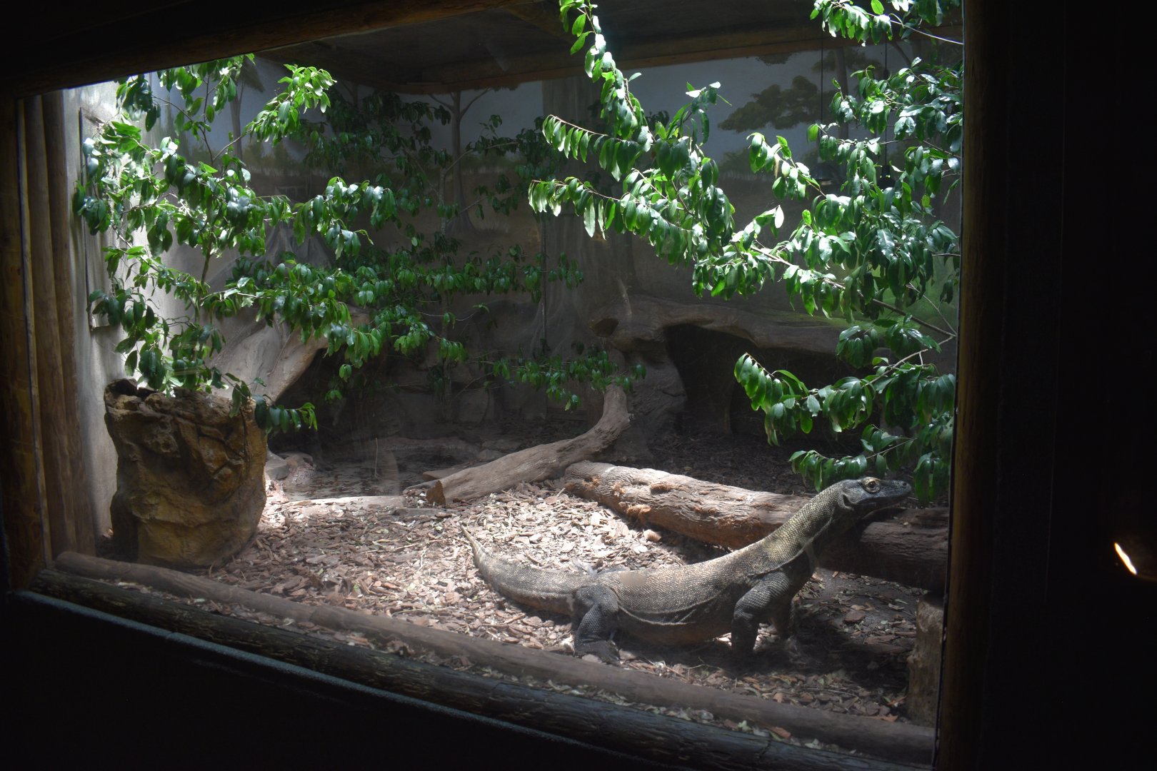 Jul. 2025 - KOMODO - Komodo Dragon Indoor Exhibit
