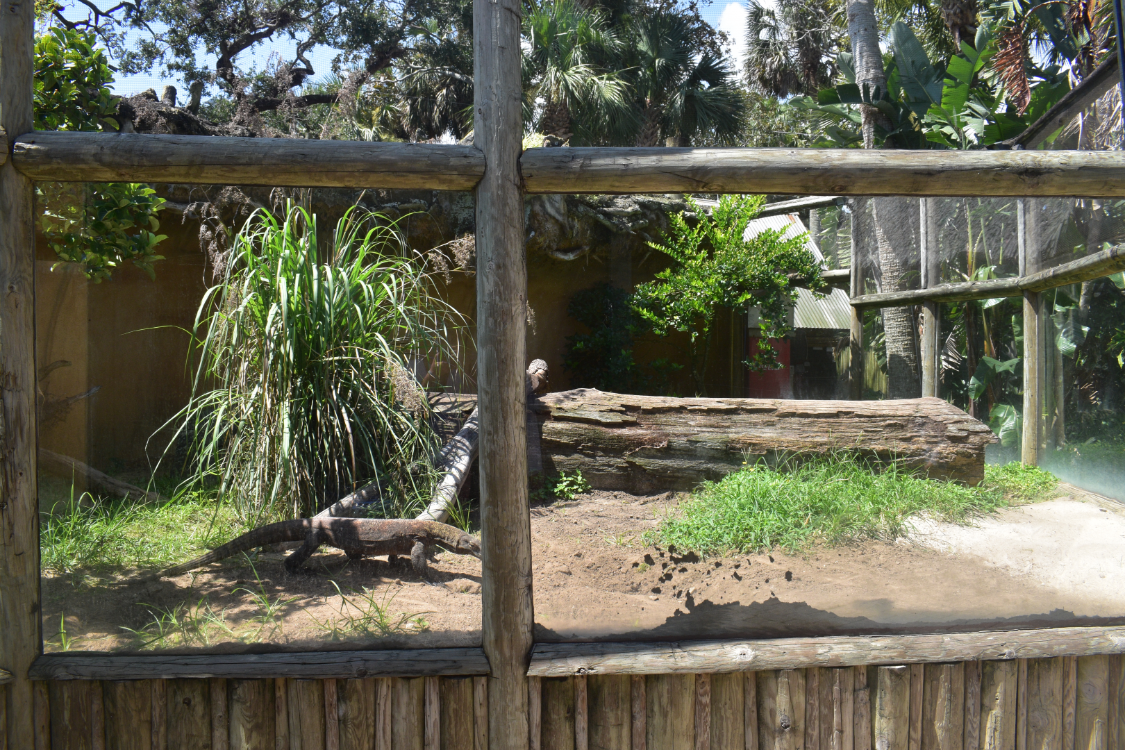 Jul. 2025 - KOMODO - Komodo Dragon Outdoor Exhibit