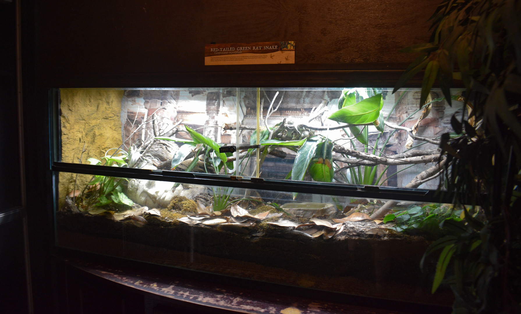 Jul. 2025 - KOMODO - Red-tailed Green Rat Snake Exhibit
