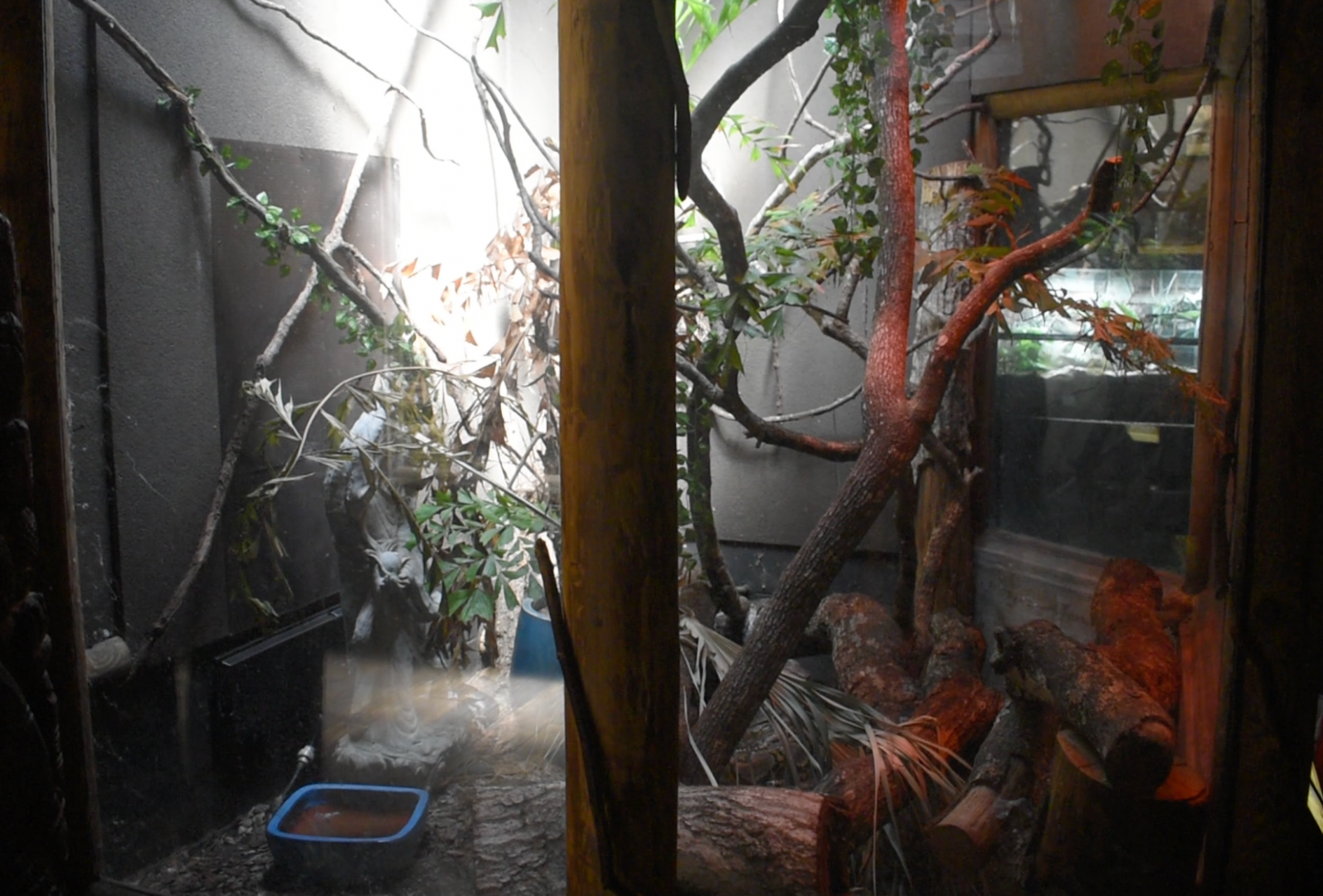 Jul. 2025 - KOMODO - Reticulated Python/White-lipped Python Exhibit