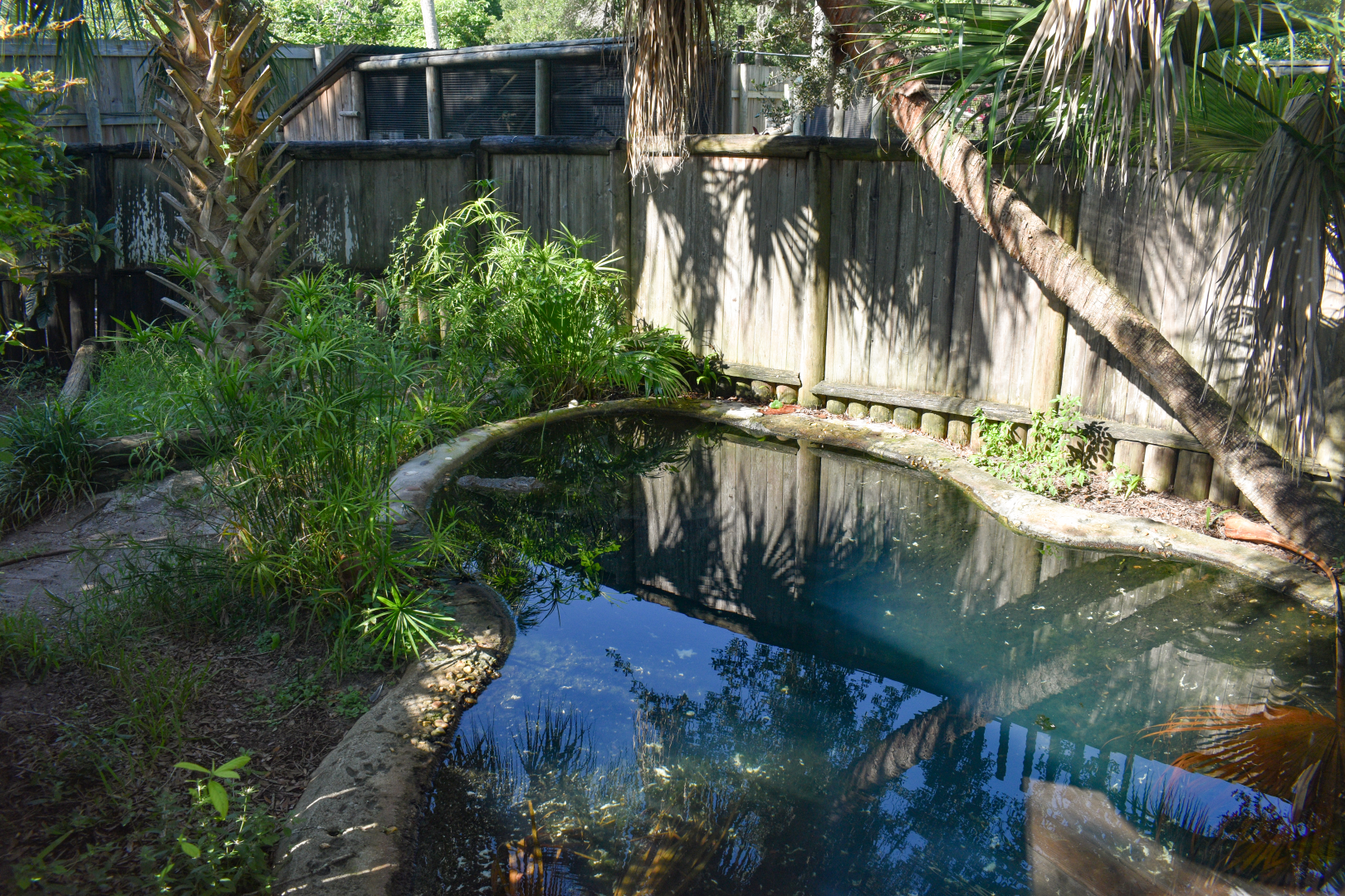 Jul. 2025 - Land of Crocodiles - Africa - Mugger Crocodile Exhibit