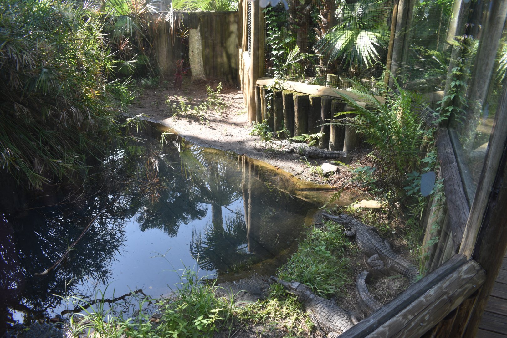 Jul. 2025 - Land of Crocodiles - Africa - Slender-snouted Crocodile Exhibit