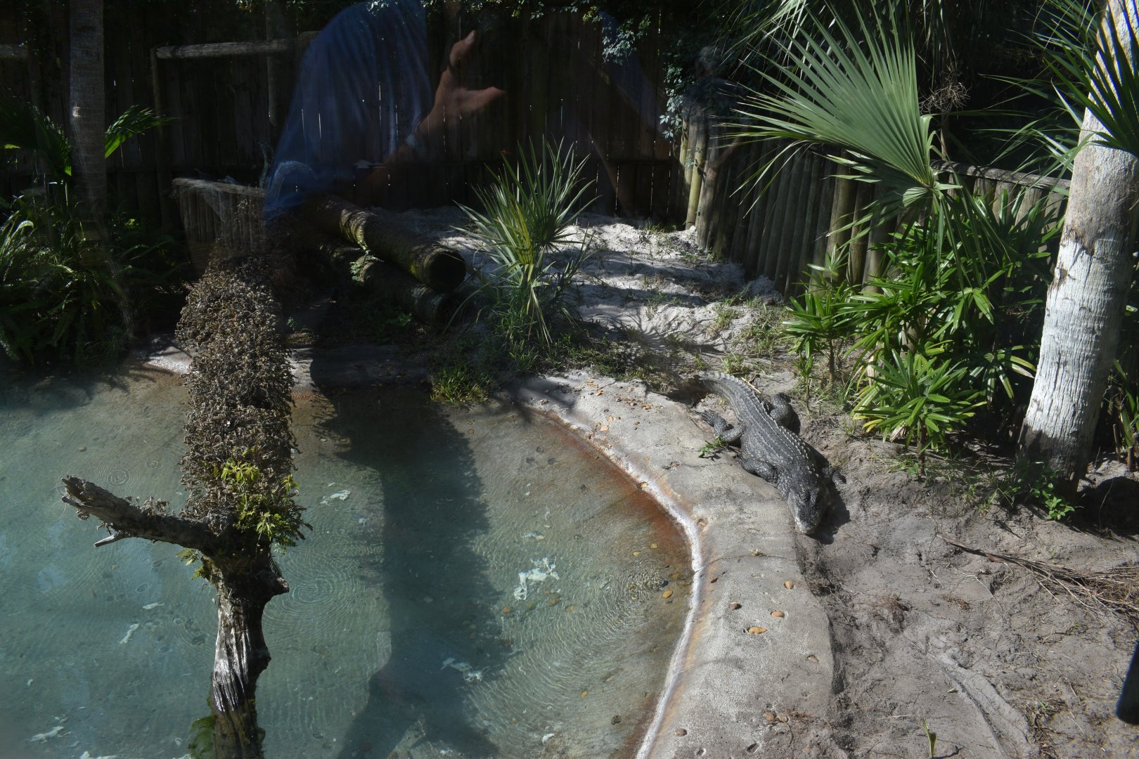 Jul. 2025 - Land of Crocodiles - Africa - West African Crocodile Exhibit