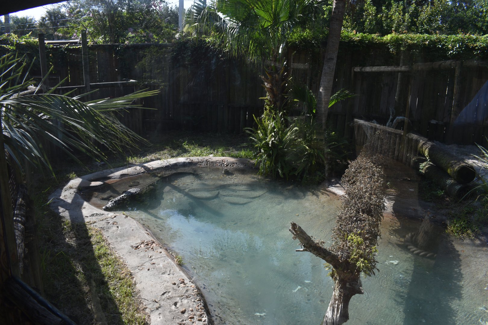 Jul. 2025 - Land of Crocodiles - Africa - West African Crocodile Exhibit