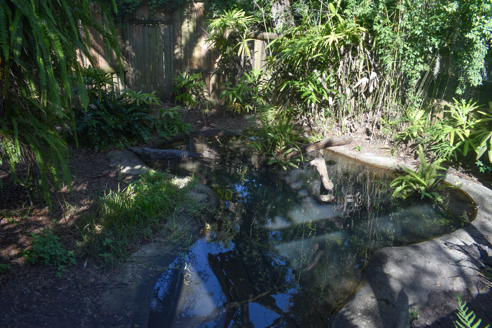 Jul. 2025 - Land of Crocodiles - Asia - Freshwater Crocodile Exhibit