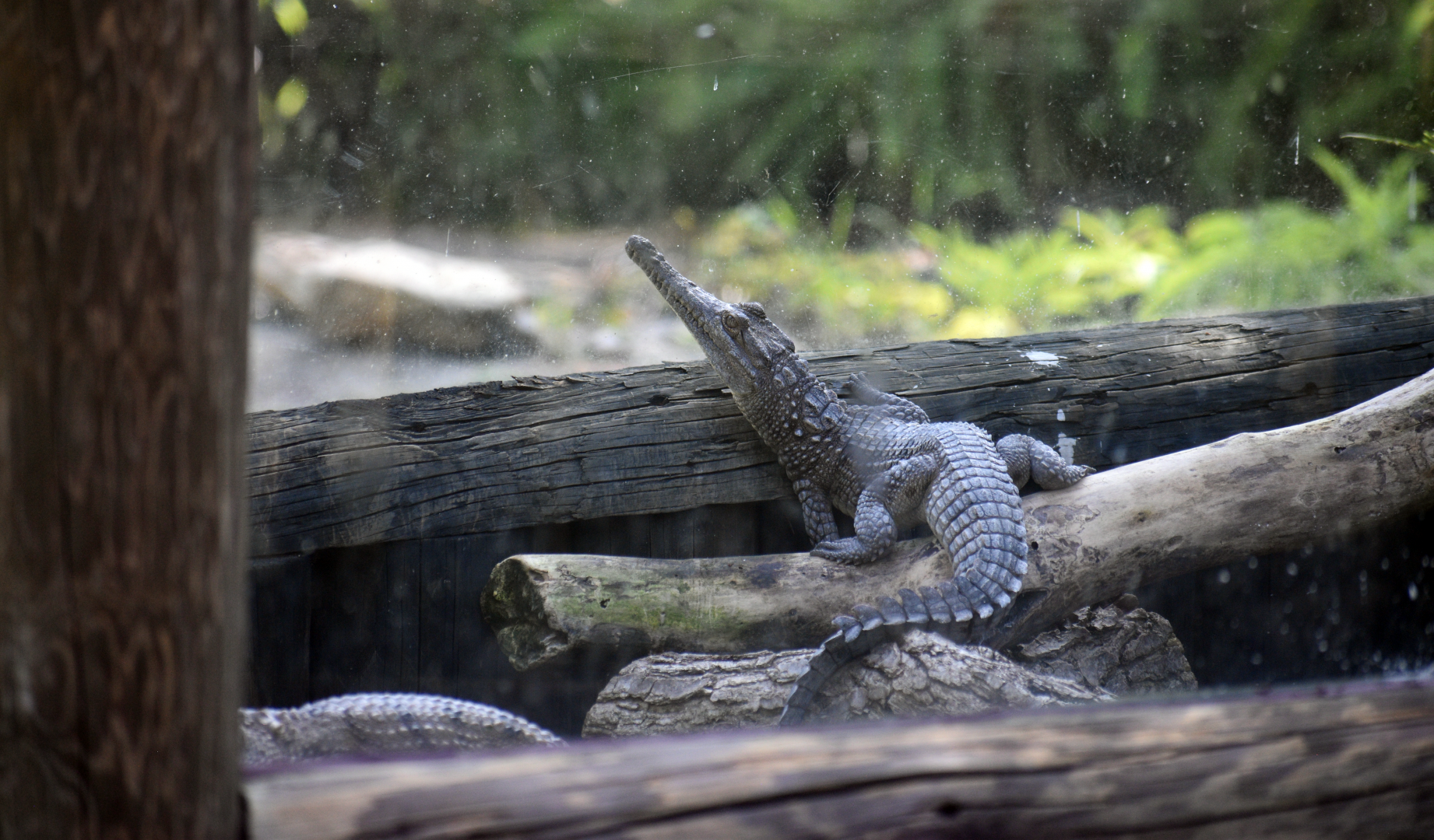 Jul. 2025 - Land of Crocodiles - Asia - Freshwater Crocodile (Juvenile)