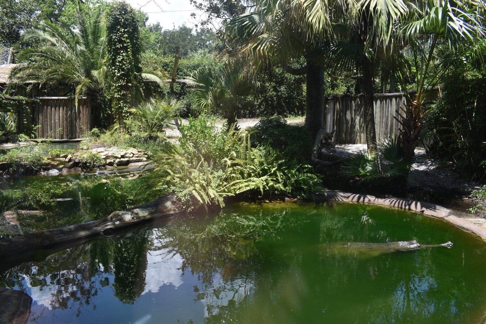 Jul. 2025 - Land of Crocodiles - Asia - Indian Gharial Exhibit